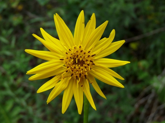 {Silphium pinnatifidum}